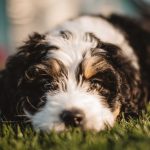 Bernedoodle : All You Ever Need To Know