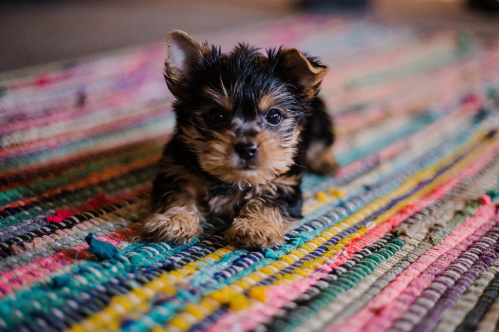 3 tips Maintain Your Home When You Adopt A Pup