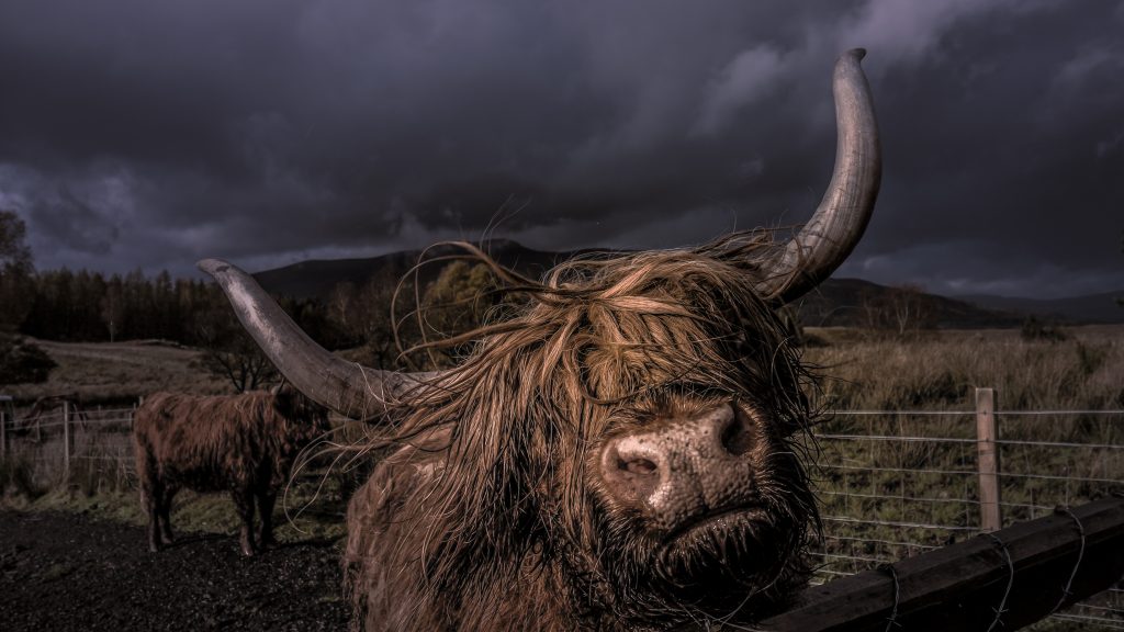 Yak