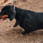 How To Help Dachshunds With Back Pain