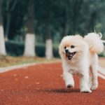 Ultimate Pomeranian Guide All You Ever Need To Know
