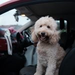 How To Travel Safely With Your Dog In A Car