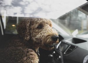 How To Travel Safely With Your Dog In A Car