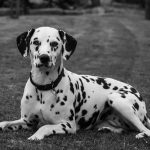 Why Are Dalmatians So Well Loved (In The Past)