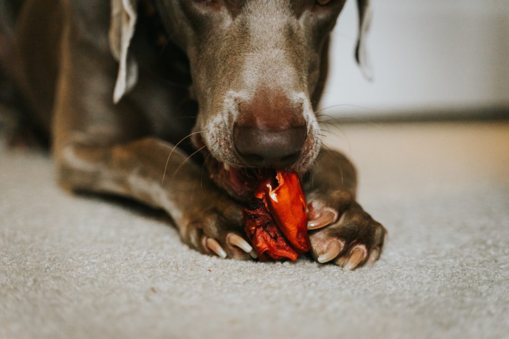 Dog Eating raw food