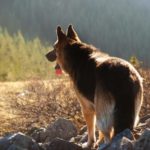 Helping Your Dog To Build Muscles In 3 Easy Steps