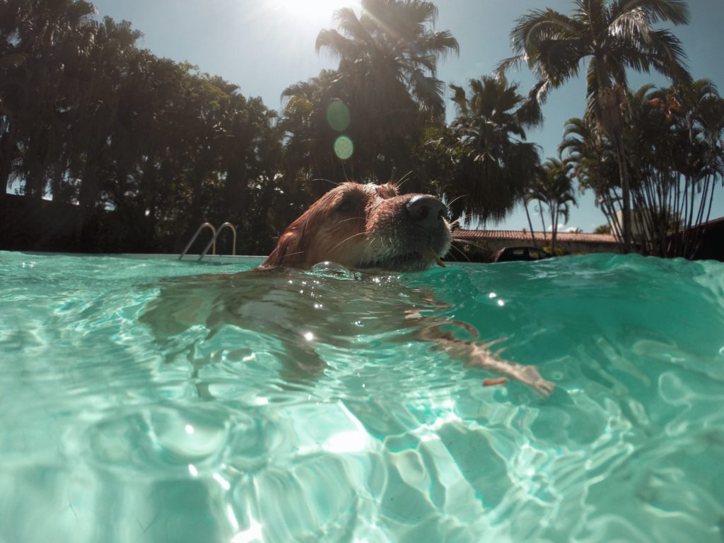 swimming as a form of exercise for dogs