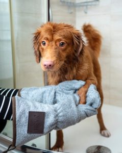 Ultimate Cage Dryer For Dogs Reviews - Dog N Treats