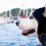 How To Have A Stress-Free Cruise With Your Dog
