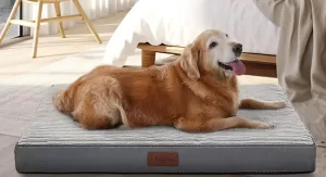 OhGeni Orthopedic Dog Bed