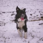 FitBark GPS Dog Tracker 2nd Gen: The Ultimate Solution for Keeping Your Dog Safe
