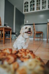 how to make homemade dog treats