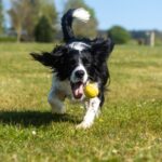 Looking for an Automatic Fetch Machine for Your Dog? Here Are the Best Options