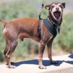 PetSafe Lite Rechargeable Bark Collar Review