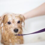 Everything You Need to Know About Portable Dog Grooming Tubs