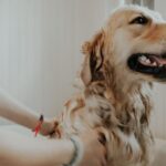 The Pros and Cons of Elevated Dog Grooming Tubs