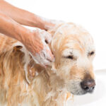 Large Dog Grooming Tub: The Ultimate Guide to Choosing the Right One
