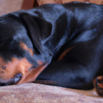 Creating the Ultimate Comfort Zone: A Guide to Enhancing Your Rottweiler’s Dog House