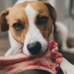 Safely Treating Your Dog with Prime Rib Bones (and Their Place in Your Dog’s Diet)