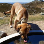 How to Identify Dehydration in a Puppy: A Comprehensive Guide