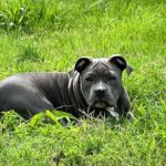 Ghost Tri Bully: Everything You Need to Know About This Unique Breed